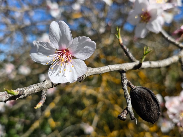 Almond blossom and last year’s fruit. Photo © Karethe Linaae